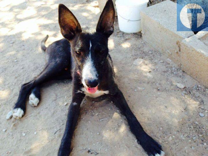 Anubis, un precioso podenco negro que te robará el corazón