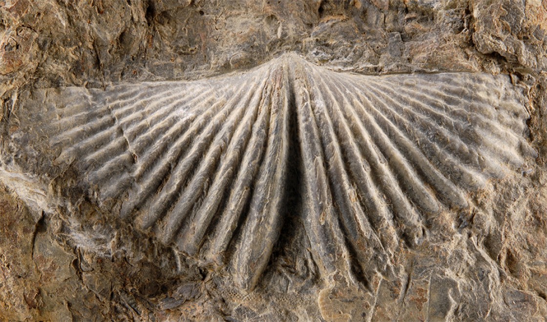 La vida marina del Paleozoico en Santa Cruz de Nogueras, en el Geolodía 25 de la provincia de Teruel