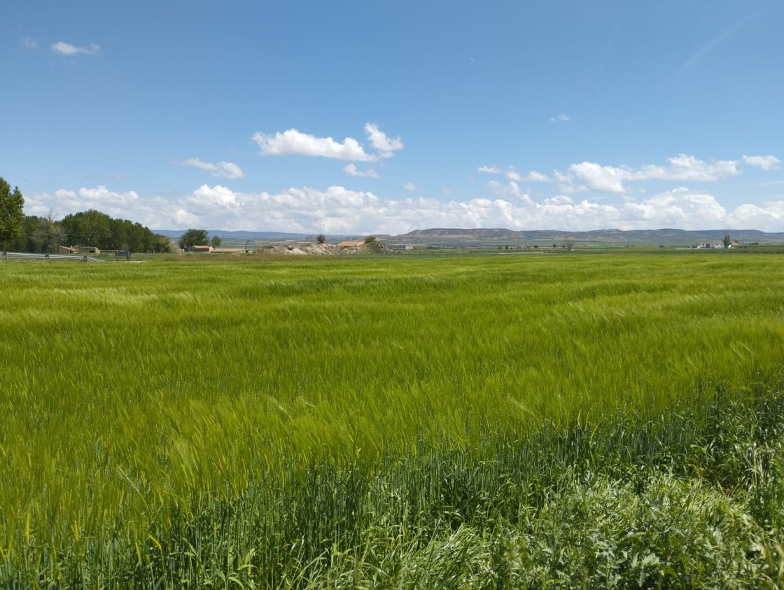 Los agricultores afrontan con optimismo la cosecha de cereal a pesar de las tormentas