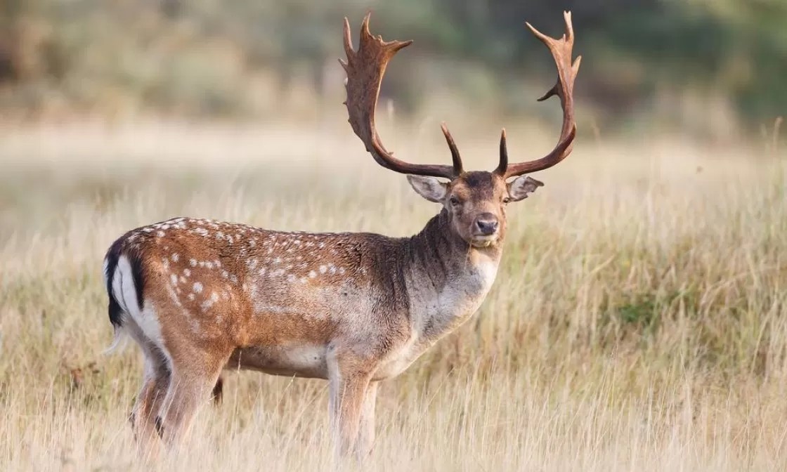 Los ciervos campan en el 10% de la superficie afectada por fauna salvaje