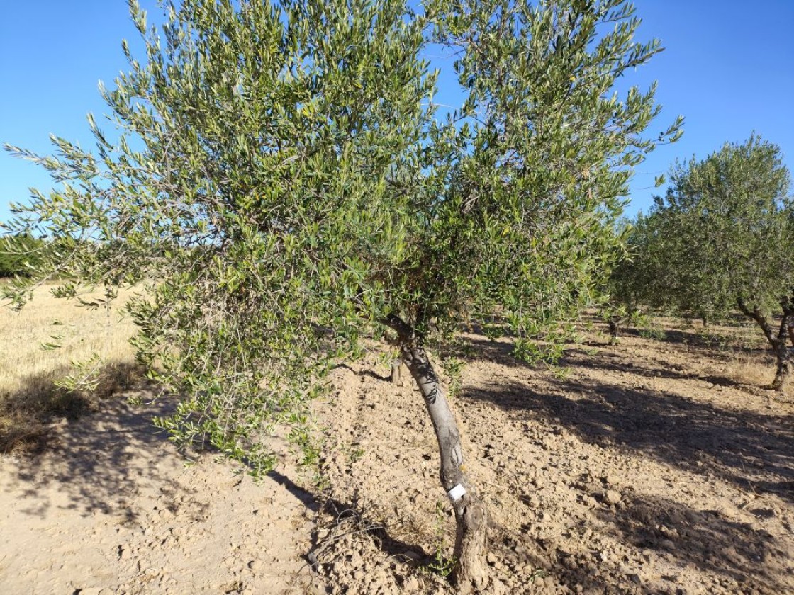 De la cueva a los olivos