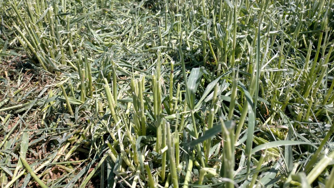 Agroseguro recibe daños por granizo en más de 2.000 hectáreas de cereal