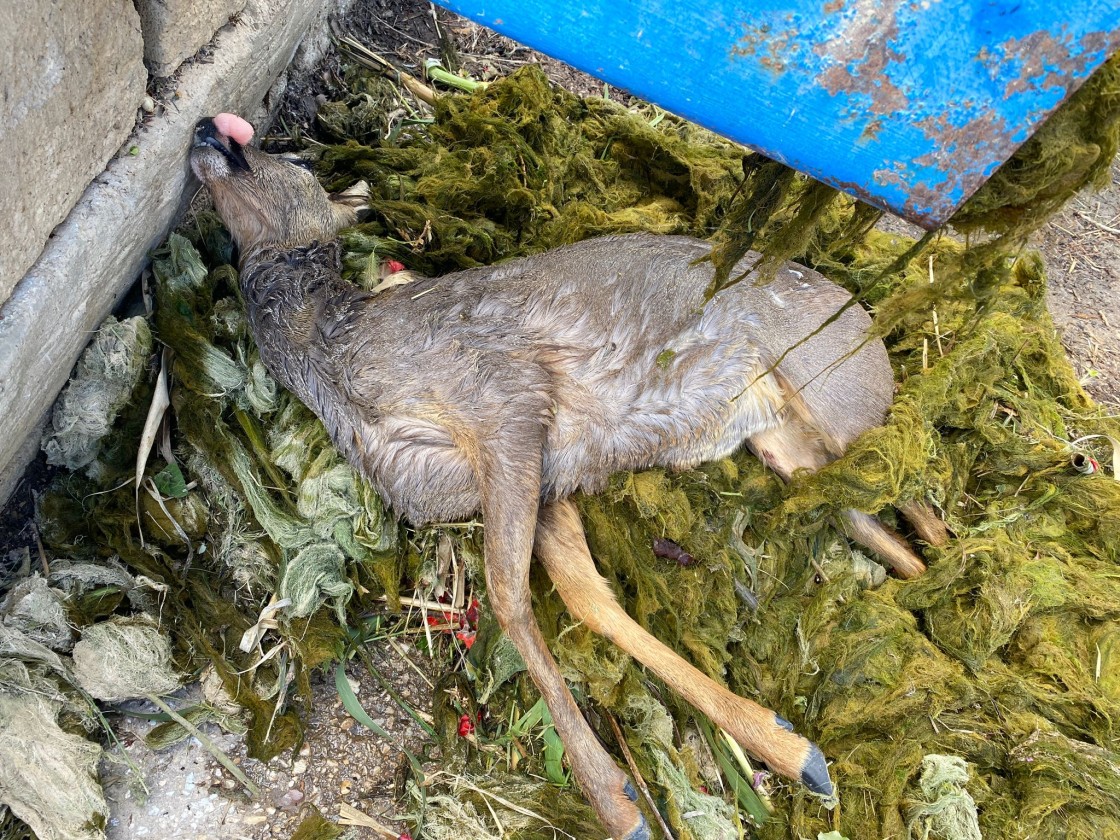 Al menos trece corzos se han ahogado en 25 días en la Estanca y el canal Calanda-Alcañiz