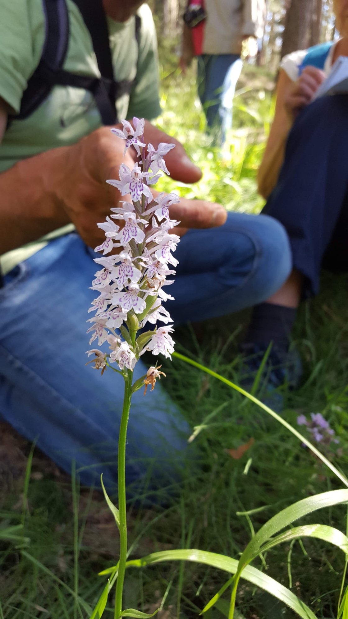 Las IX Jornadas de Orquídeas de la Sierra de Albarracín celebran una doble convocatoria en Moscardón y Terriente