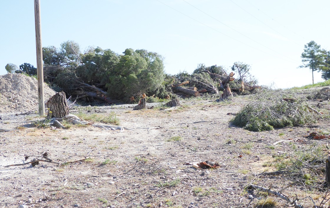 Comienza la tala de árboles  para la construcción de los accesos  al nuevo Hospital de Teruel