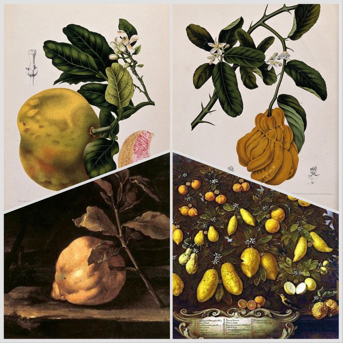 Perfume de limón y bergamota