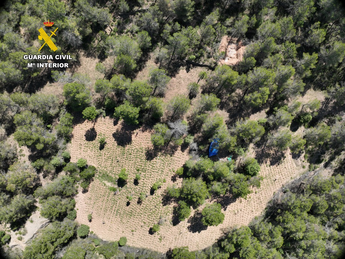 La Guardia Civil de Teruel evita la reactivación de una plantación de marihuana en Fuentes de Rubielos y detiene a dos personas
