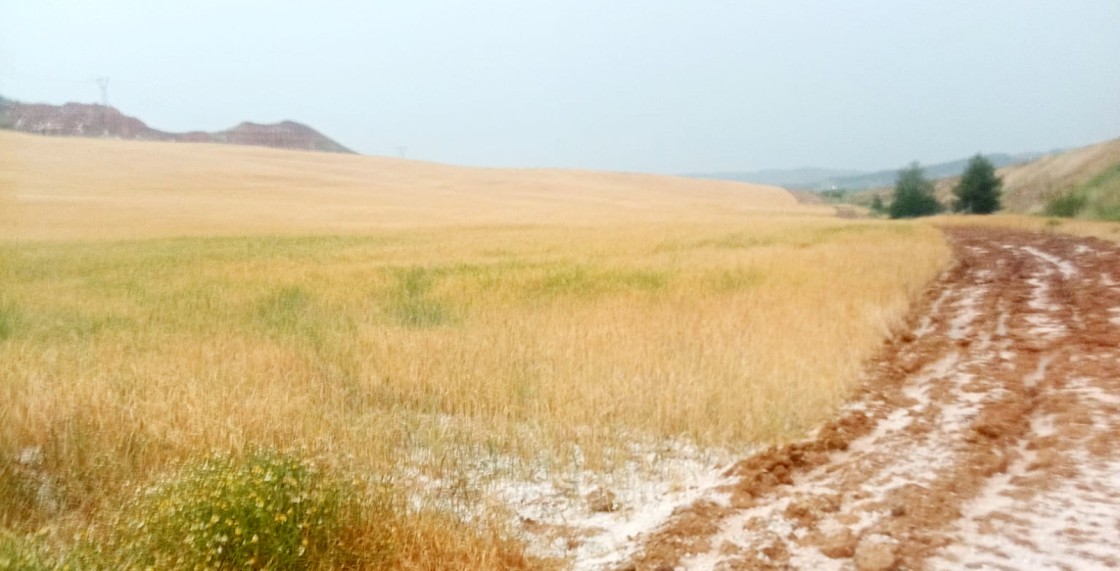 El pedrisco provoca daños en los campos de cereal de El Poyo, Calamocha y Navarrete