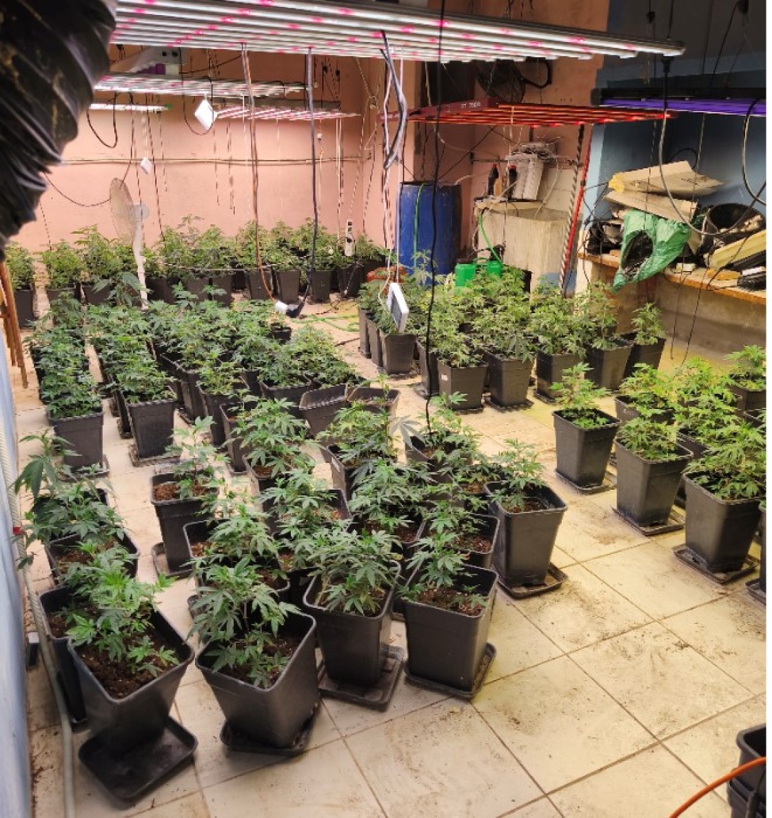 Desarticulada una organización criminal dedicada al cultivo 'indoor' de marihuana asentado en Teruel y Castellón