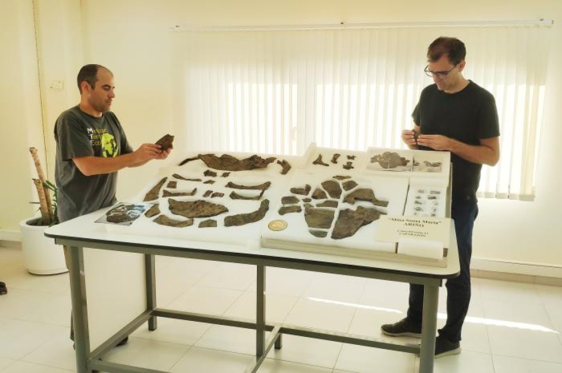 Descubren en Ariño el esqueleto más completo de Europa de una tortuga de hace 110 millones de años