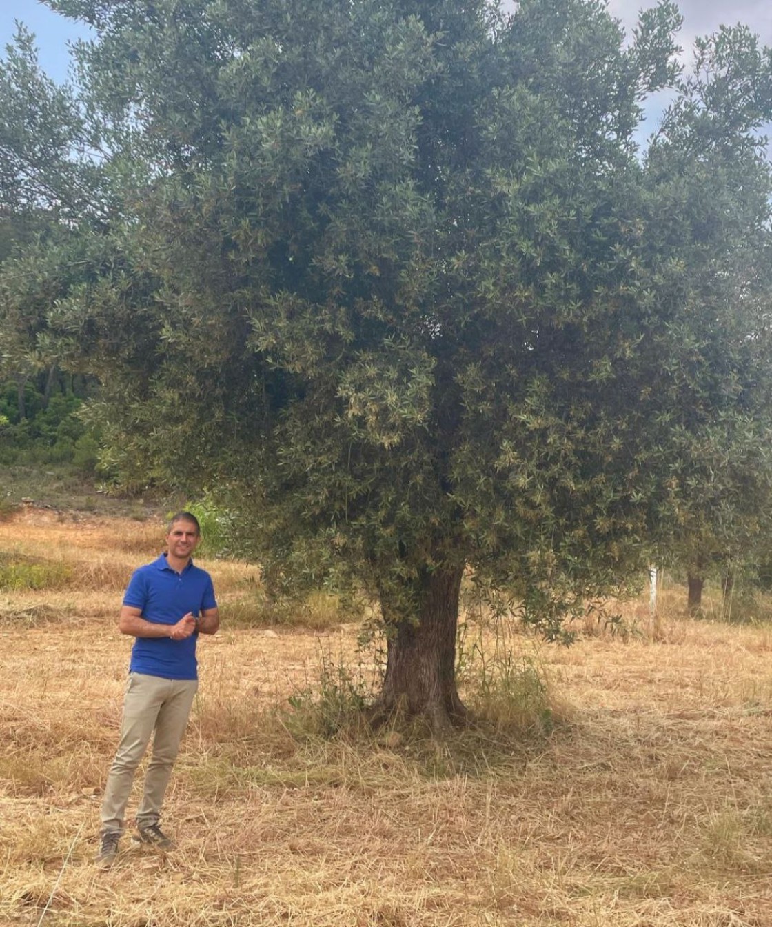 El proyecto europeo Respira apuesta por los olivares del Matarraña como motor de desarrollo rural