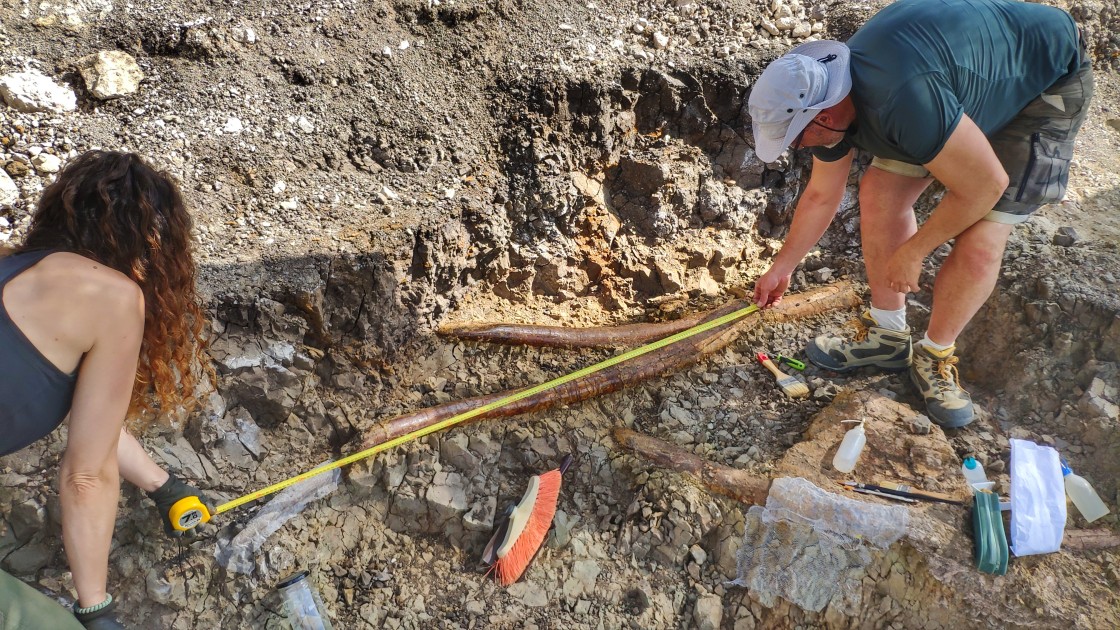 La campaña de excavación en el yacimiento Las Casiones de Villalba Baja saca a la luz las defensas de un gran mastodonte