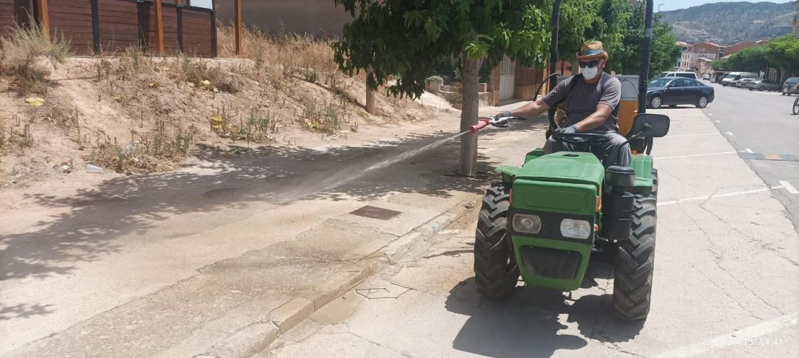 Siete pueblos del Bajo Aragón afrontan una plaga de chinches de campo