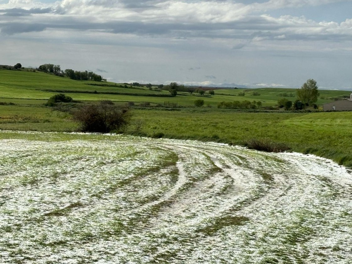 La provincia suma 30.900 hectáreas de cultivo siniestradas por el pedrisco