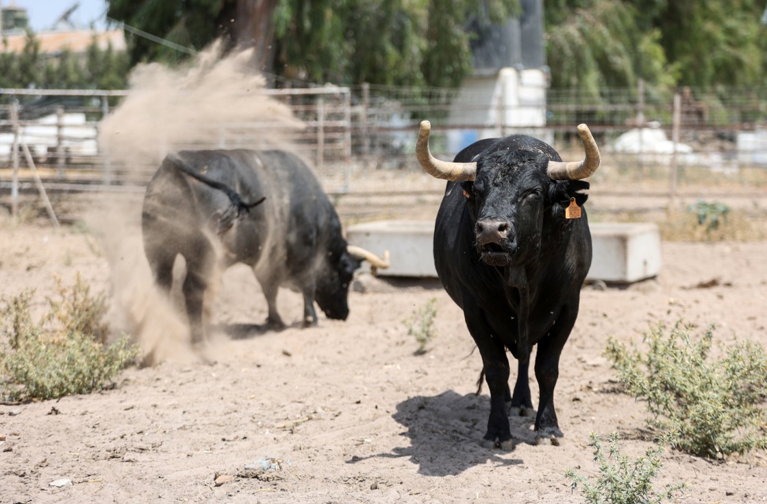 En el corazón de las marismas de Doñana  se forja la bravura de la ganadería Campos Peña