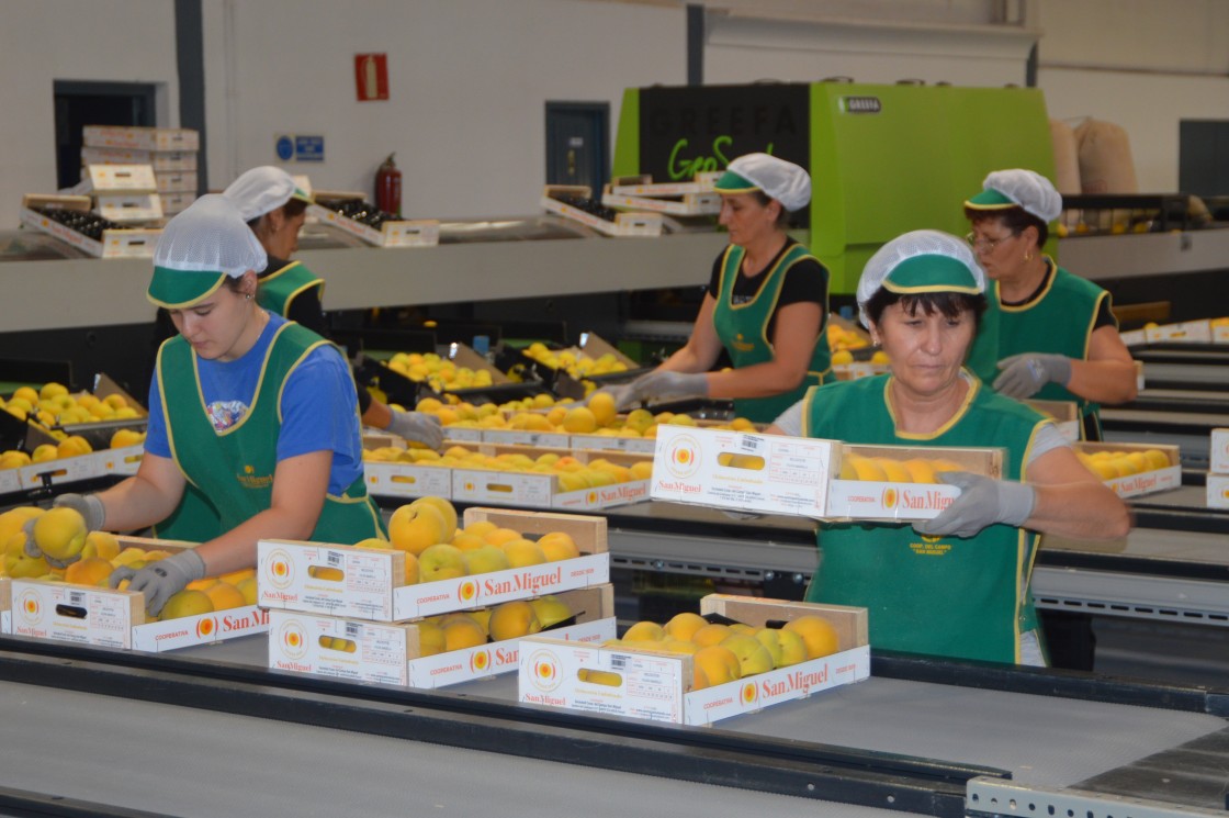 El sector del melocotón espera una buena campaña aunque no se fía de las tormentas