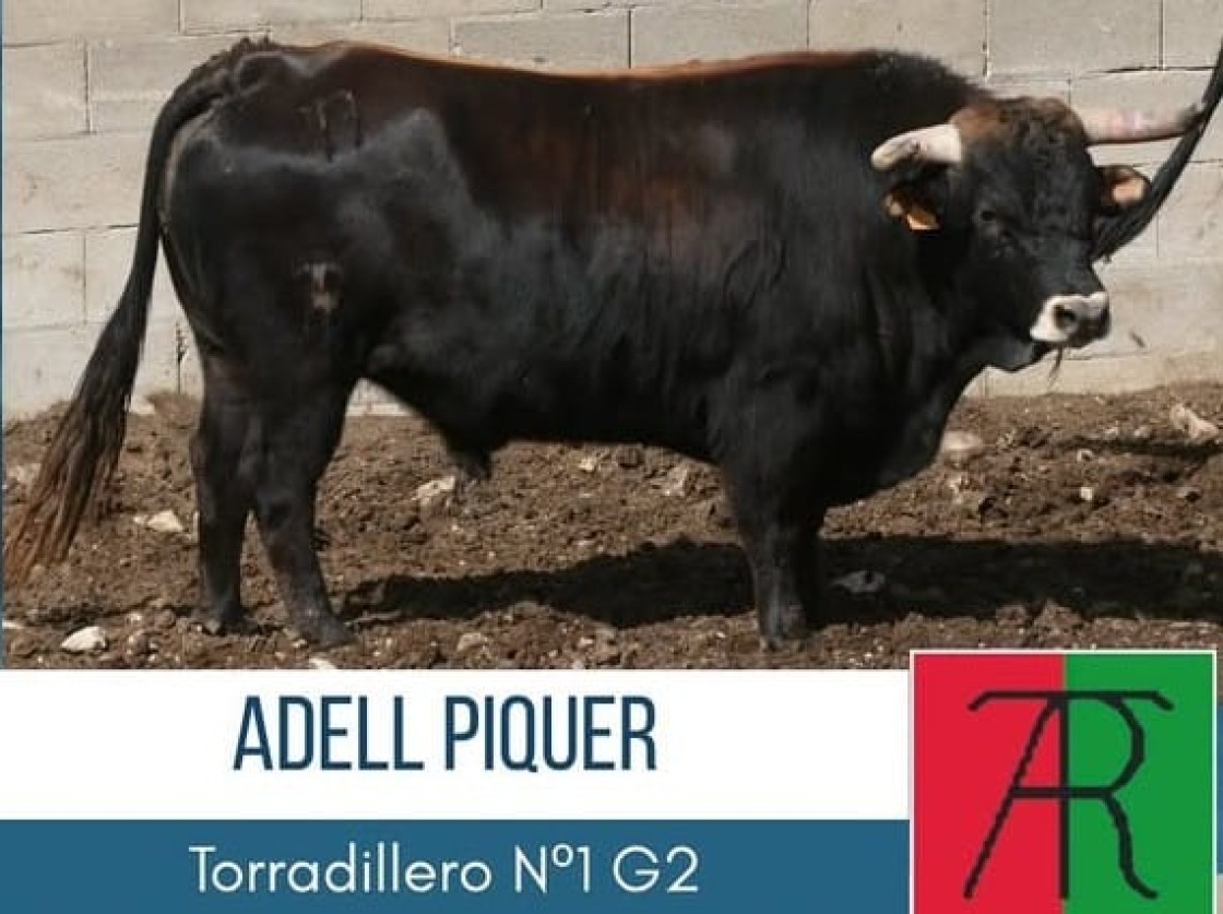 Diversidad ganadera en los actos taurinos de las fiestas de Mirambel