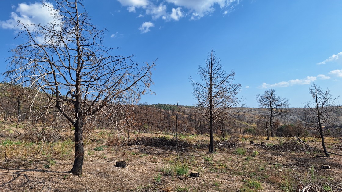 Un año después del fuego en el monte de Corbalán,  se confía en su restauración natural y espontánea