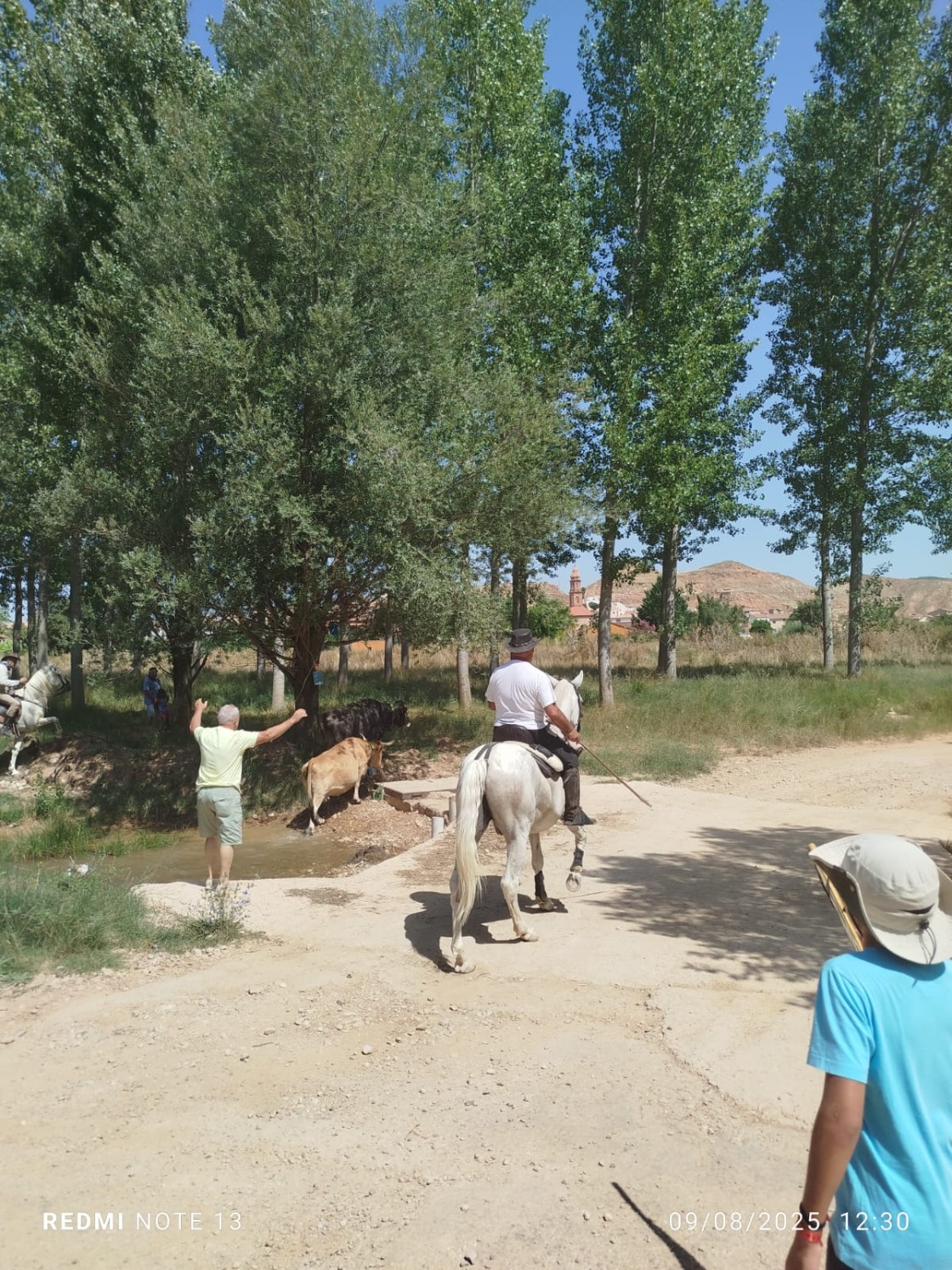 Martín del Río busca a las dos reses extraviadas el sábado durante  el trasladado de la Trashumancia