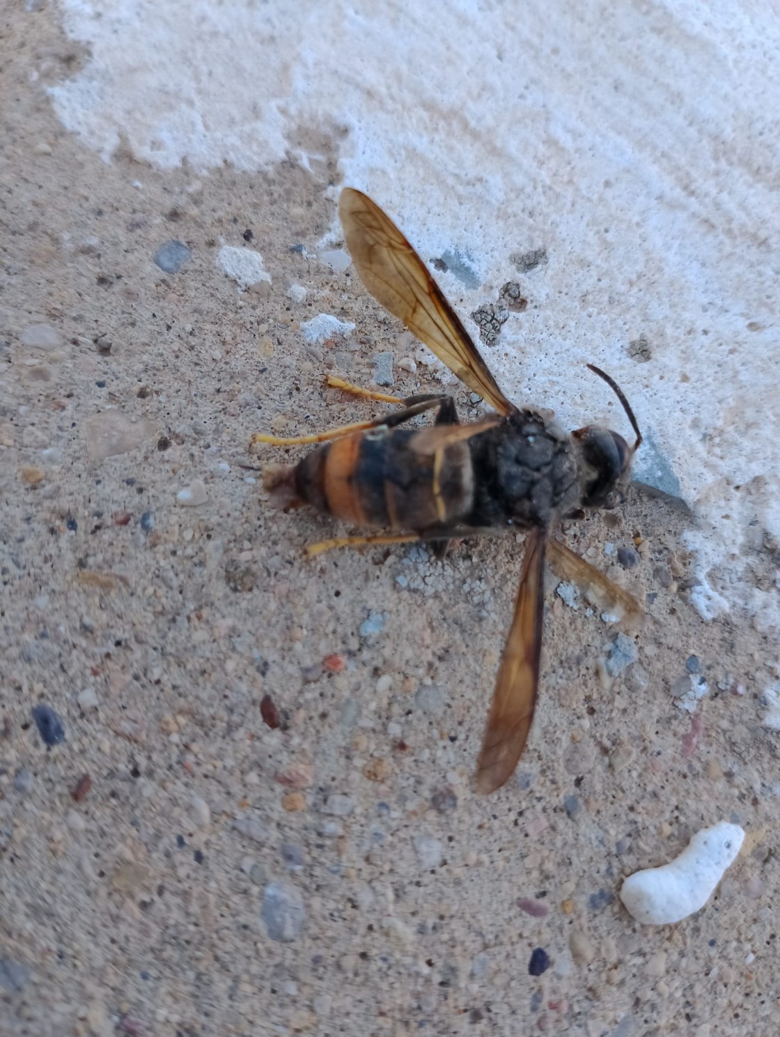 Detectan la presencia de ejemplares de avispa asiática en Alcañiz