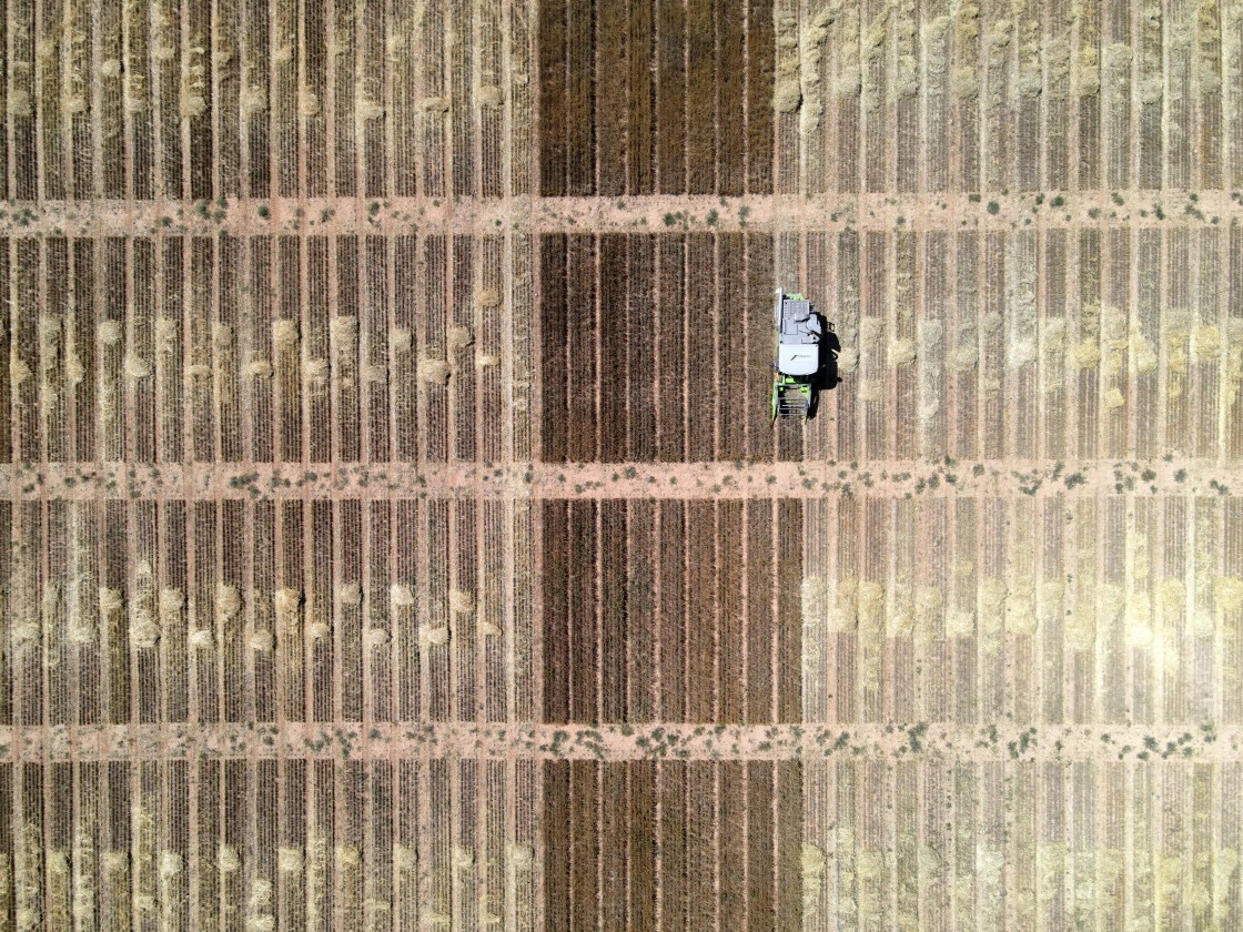 Los ensayos de cereal de invierno de Alcañiz y Argente ofrecen resultados de gran valor sobre nuevas variedades