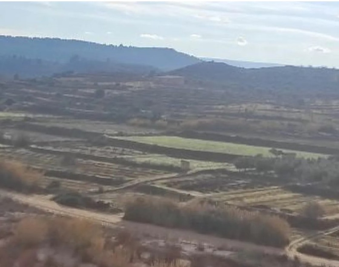 CHA reclama medidas justas para el sector agrícola de Mazaleón y Maella afectados por el virus Sharka-tipo m