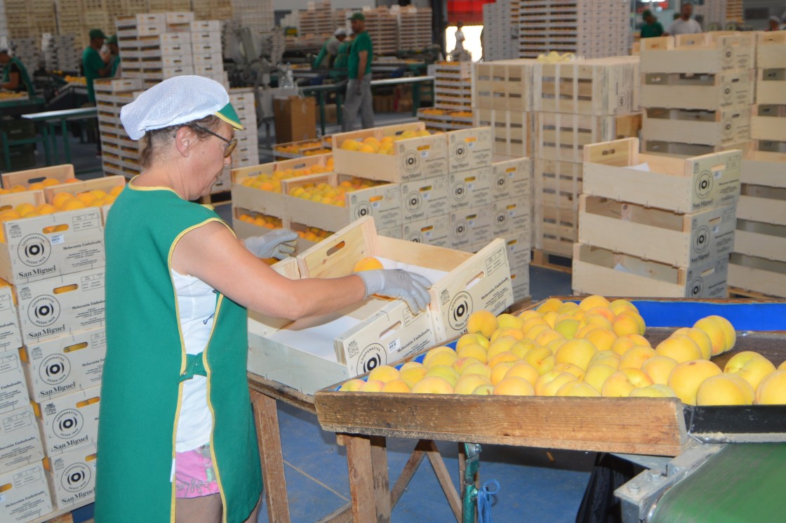 El melocotón mantiene buenas previsiones de campaña aunque los precios van a la baja