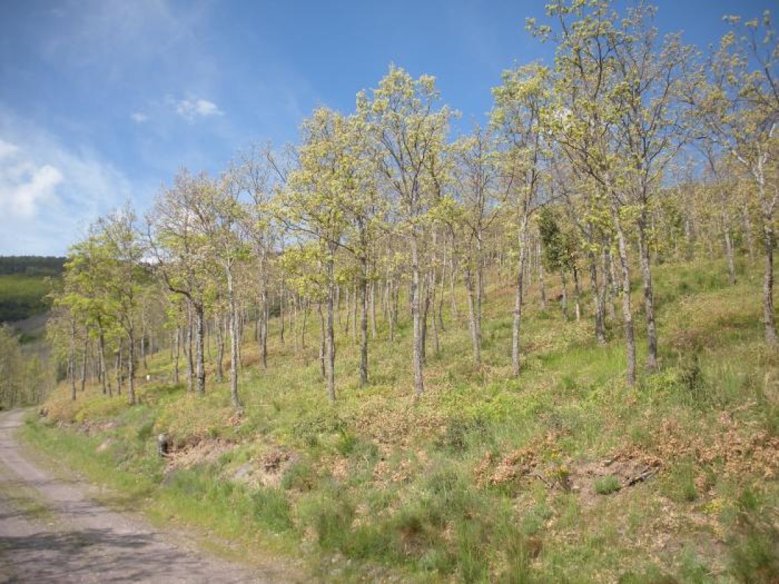 Aragón recibe 2,5 millones de euros para reforzar la salud de sus masas forestales, con intervenciones en Formiche, Mezquita de Jarque, Pancrudo y otros cinco municipios de la comunidad