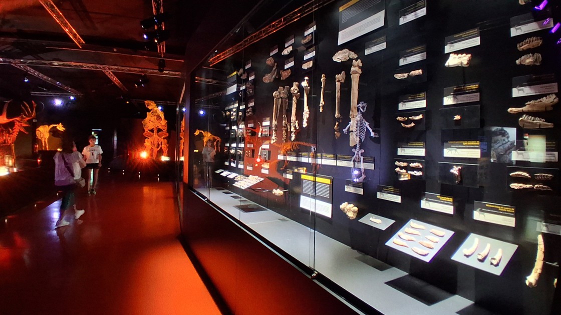 La era Terciaria con nombre propio turolense se despliega en la Sala de los Mamíferos del Paleontológico