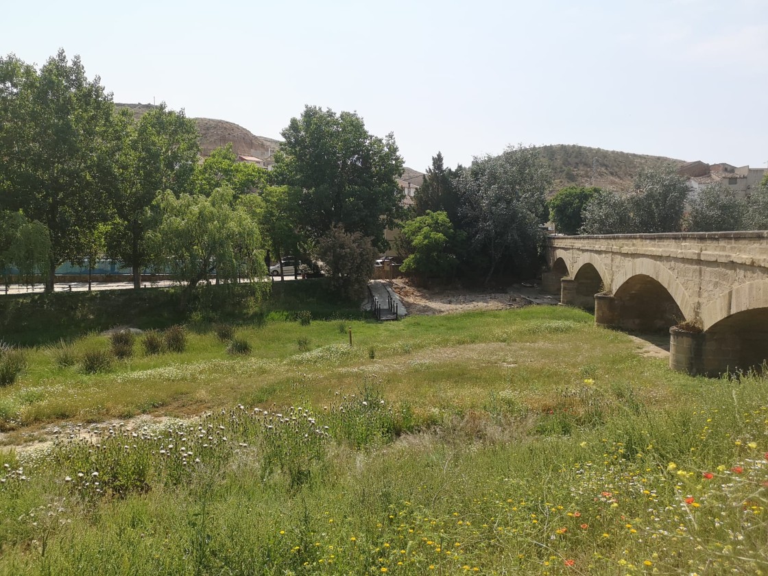 Medio Ambiente plantará en las riberas de Castelnou para controlar los cañares