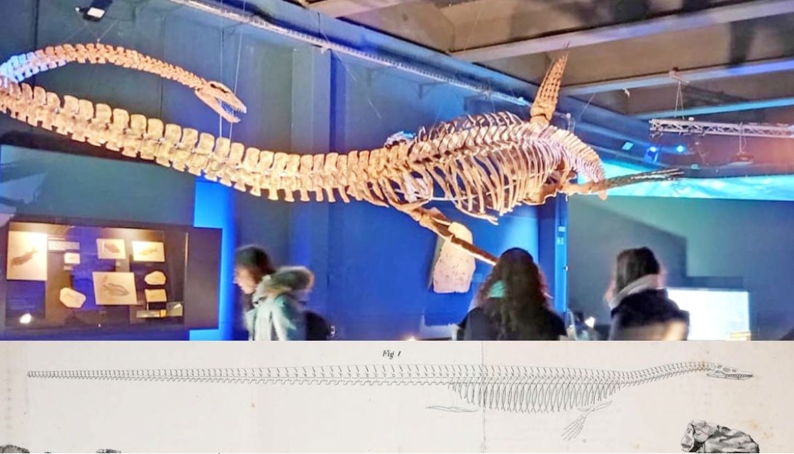 Cíclopes, monstruos de dos cabezas, dragones y bestias marinas en el Paleontológico de Teruel