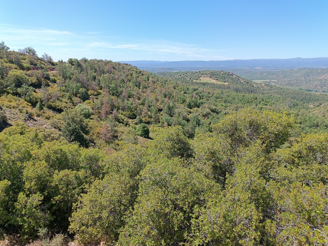 Medio Ambiente destina 640.000 euros  a actuaciones en bosques con decaimiento