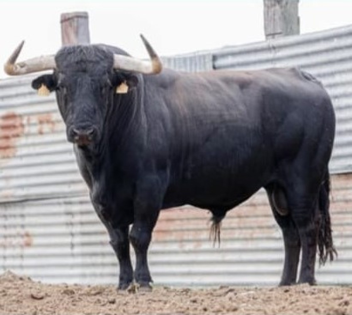 Negrillo, de Pedro Fumadó, en suerte para Teruel en el Congreso de Toro de Cuerda