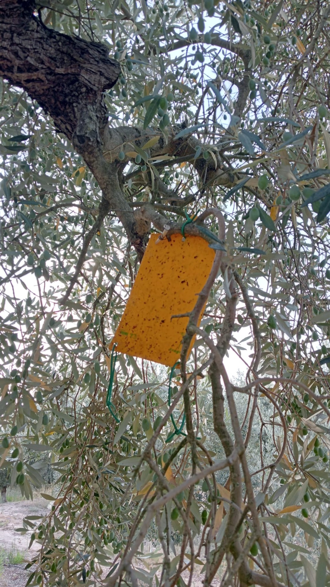 La DGA insta a los agricultores a parchear la mosca del olivo para tener un aceite de calidad