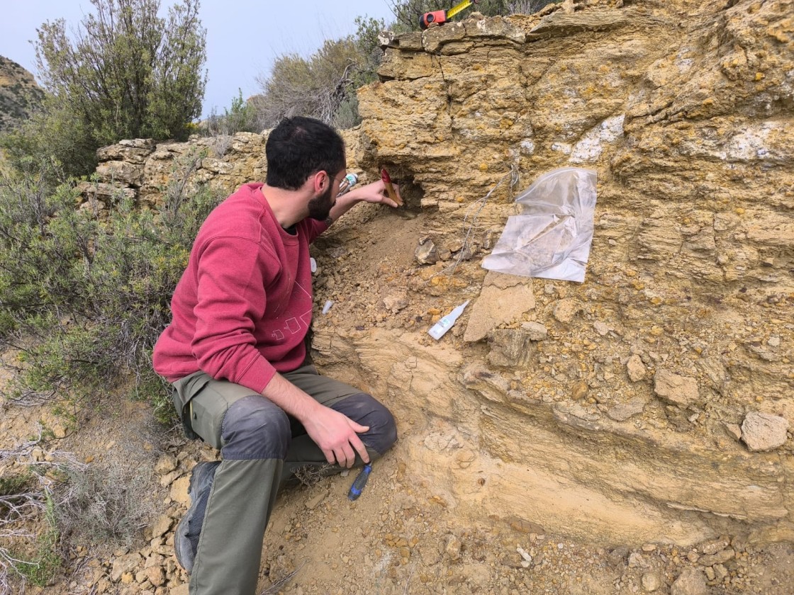 Una investigación revela nuevos grupos de dinosaurios herbívoros en el Jurásico a través de fósiles de Teruel y Valencia