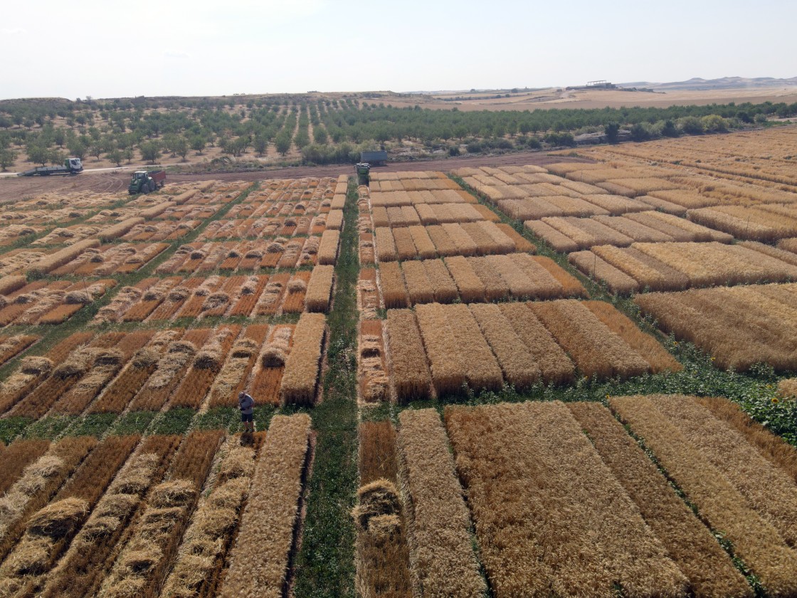 La producción de cereal supera las 506.000 toneladas frente a las 150.000 de 2024