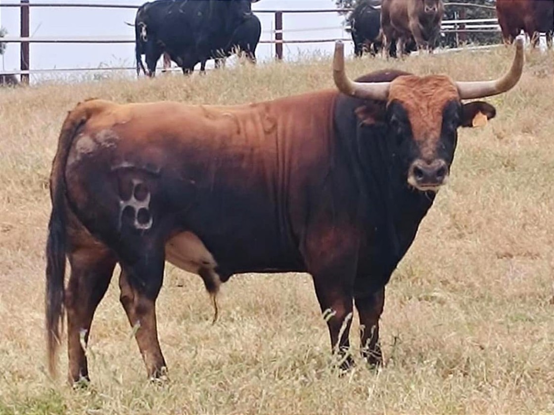 Entendidos Zero exhibe este sábado en el Carrel un toro cerril, Calino, de la ganadería Guadalest