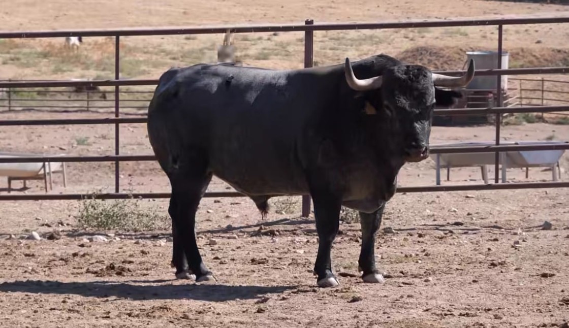 Seis toros de Adolfo Martín hacen historia para la Peña de Cantavieja