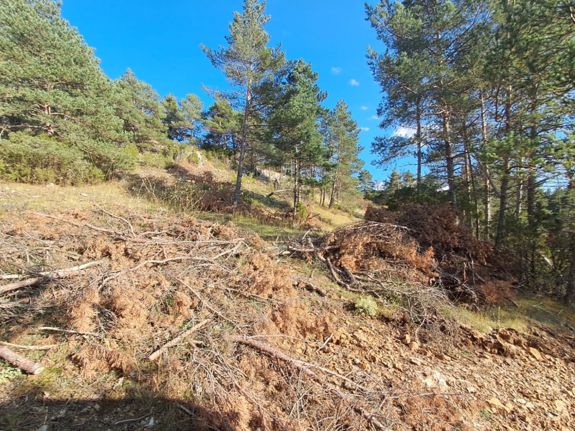 Preocupación vecinal por la presencia de restos de cortas en montes de la comarca de Gúcar-Javalambre