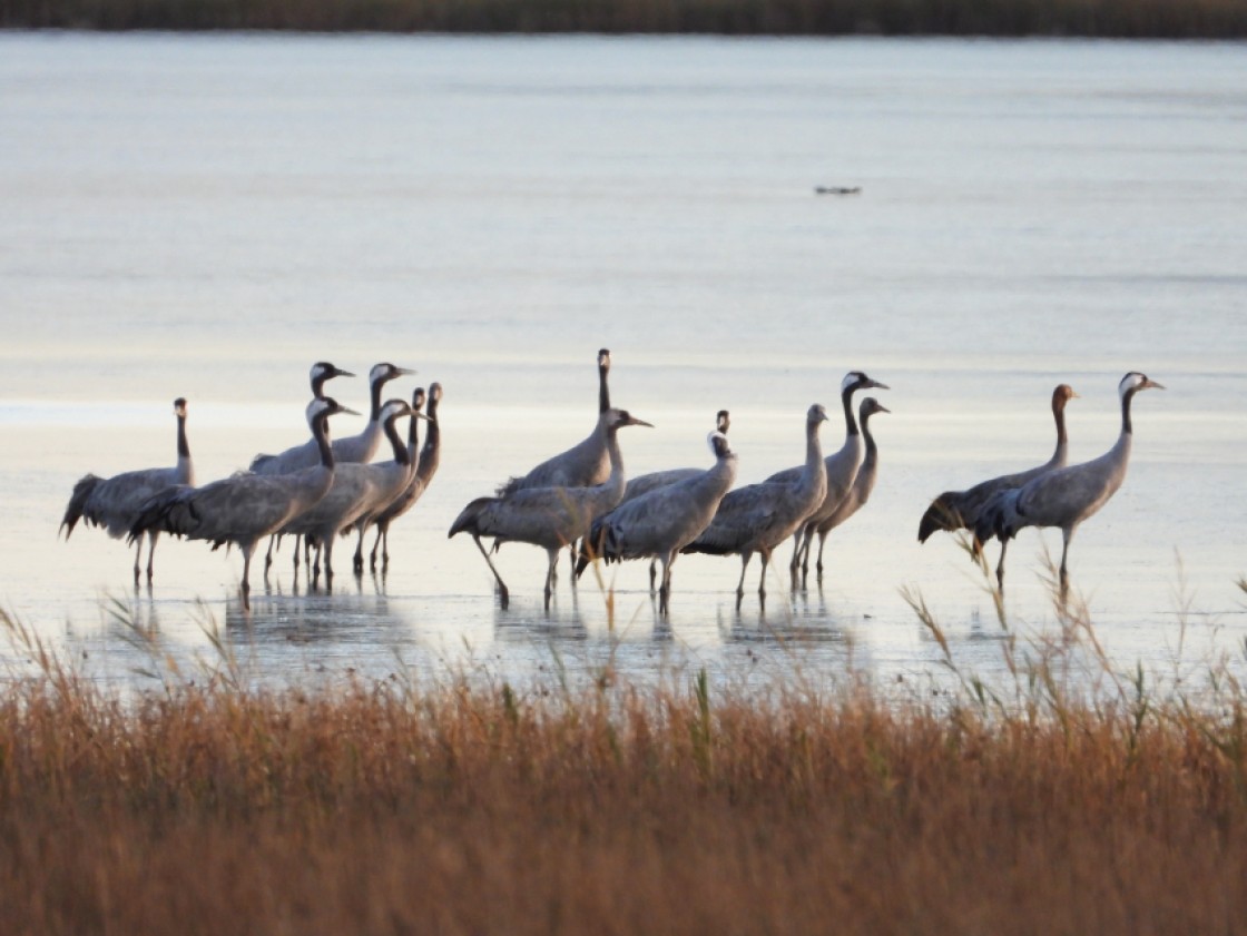 La llegada de las primeras grullas marca el inicio de la temporada en Gallocanta