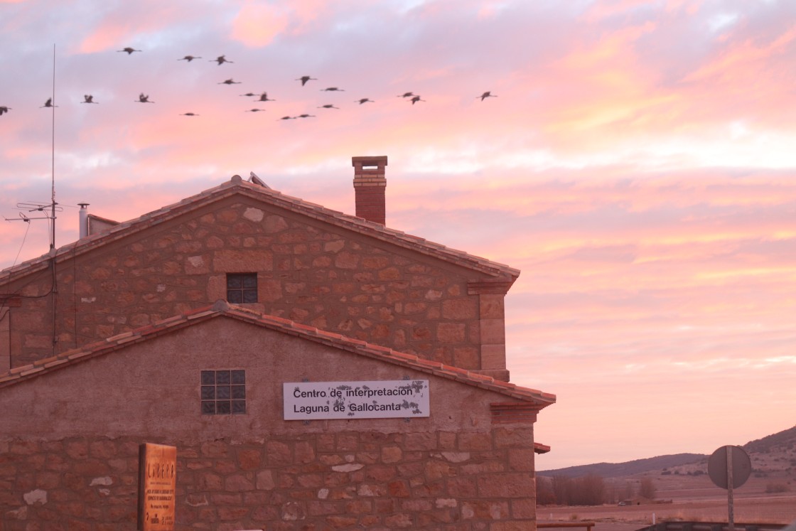 Un centenar de grullas ya ha aterrizado en la Laguna de Gallocanta