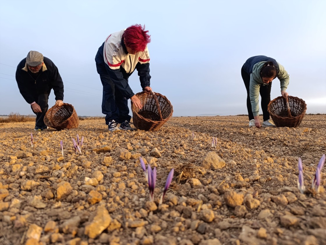 La campaña de recogida del azafrán comienza con varios días de retraso