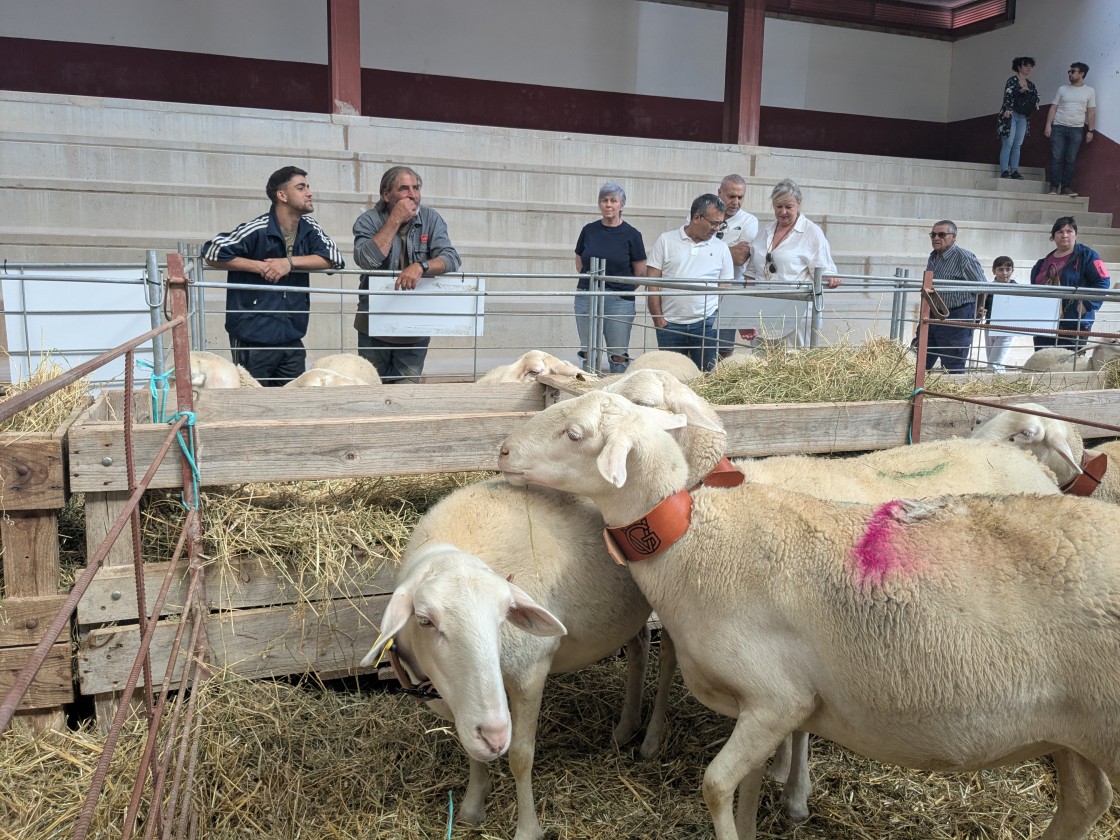 El laboratorio de Algete confirma que los casos de lengua azul de Teruel son de serotipo 3
