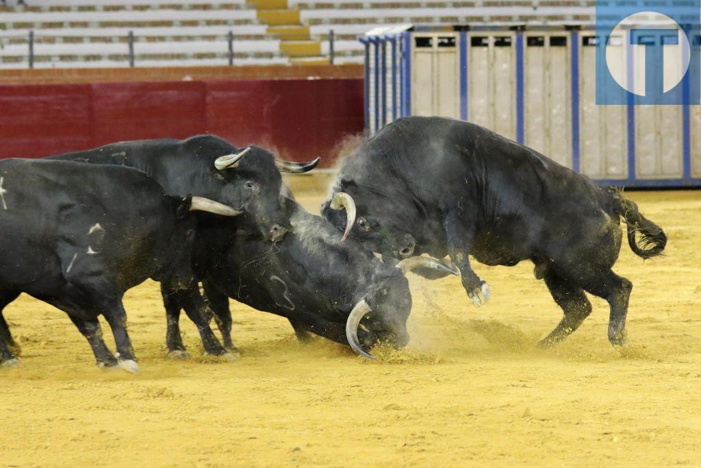 Desencajonamiento de los toros de la corrida del 7 de julio en Teruel