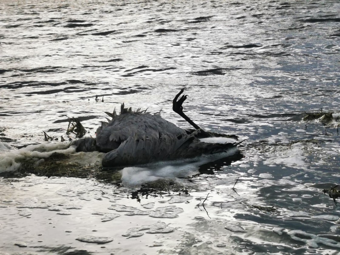 Localizan unas  70 grullas muertas, posiblemente por gripe aviar, en el entorno de la laguna de Gallocanta