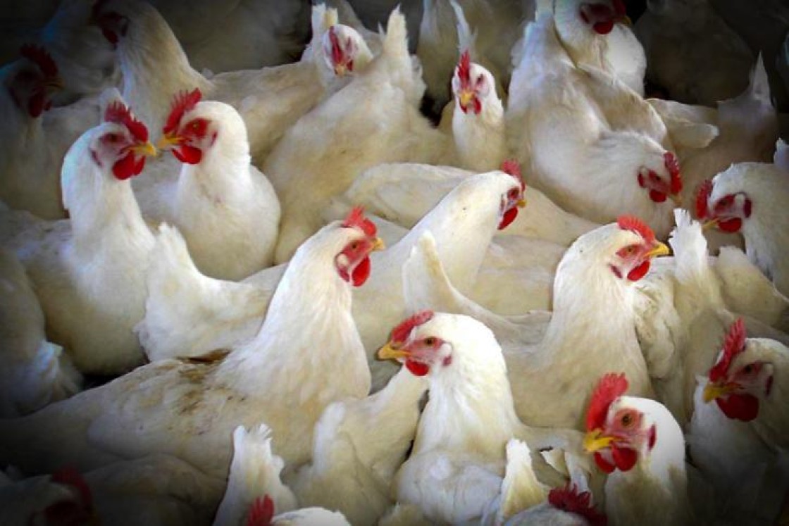 Agricultura adopta medidas para prevenir la introducción de la gripe aviar en explotaciones avícolas y prohíbe la cría de aves de corral al aire libre