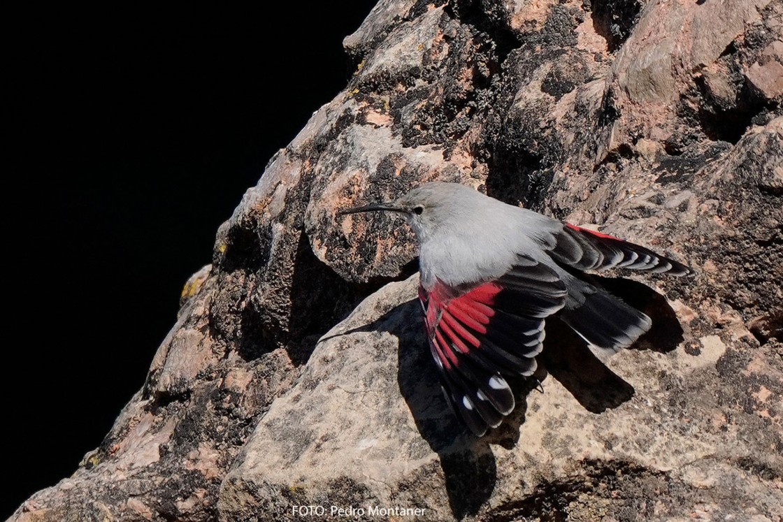 Avistado en los Amanaderos de Riodeva un ejemplar de treparriscos