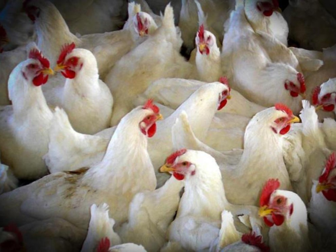 Las 101 explotaciones avícolas de la provincia, pendientes de la gripe aviar