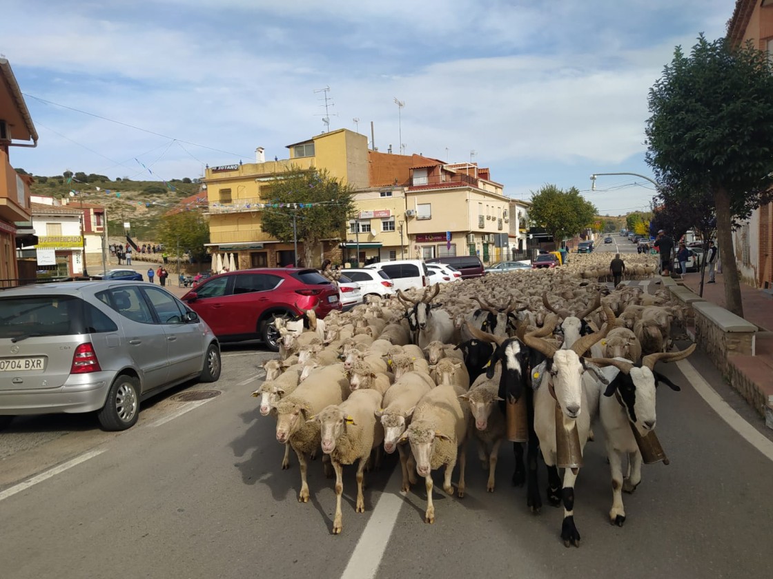Un rebaño de 2.500 ovejas inicia este viernes su cañada hacia Jaén