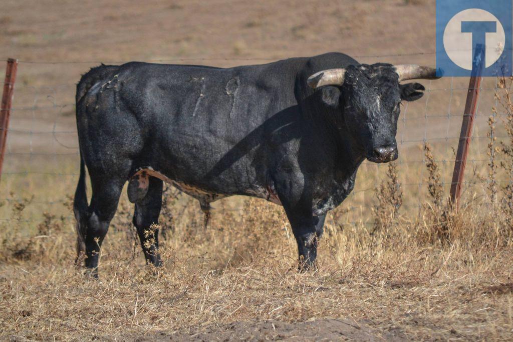 Los recortadores cobran esta noche protagonismo con su concurso en la plaza de toros de Teruel